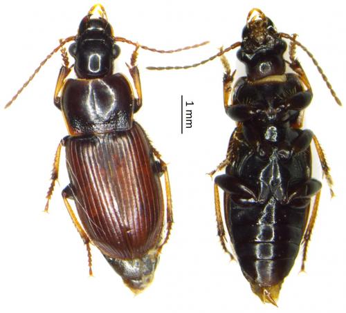 Harpalus pygmaeus